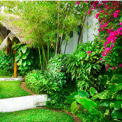 beautiful tropical backyards