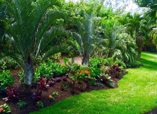 backyard tropical