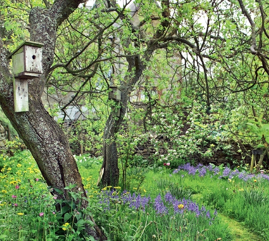 small woodland garden design