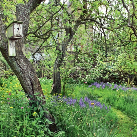 woodland landscape ideas