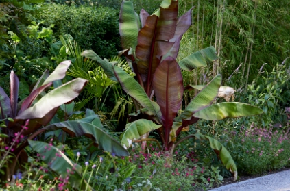 backyard jungle tropical landscapes