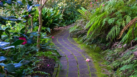 backyard jungle tropical landscapes