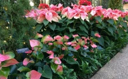 anthurium garden & landscape design