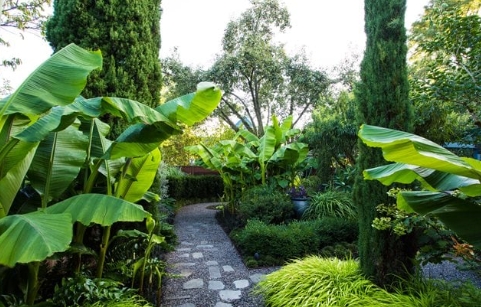 tropical backyard landscape