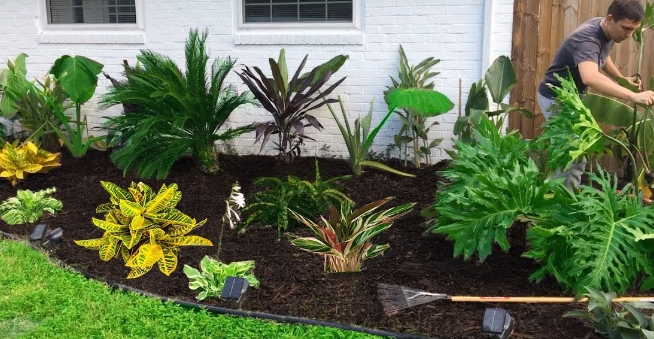 backyard tropical garden