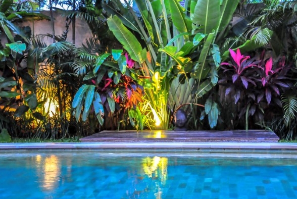 tropical plants pool landscaping