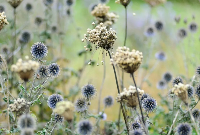 piet oudolf prairie planting