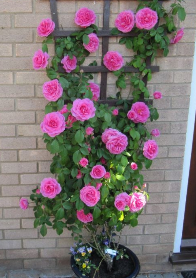 david austin gertrude jekyll shrub rose