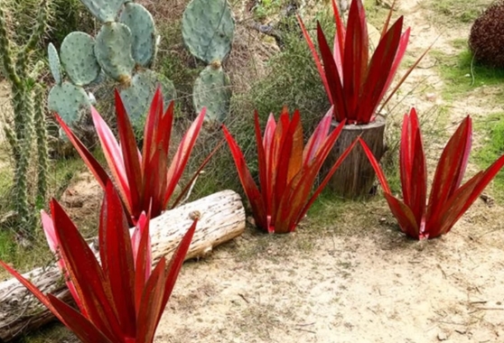 agave metal yard art