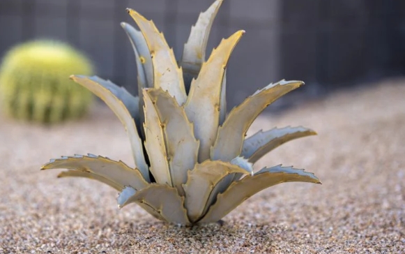 metal agave plant sculpture