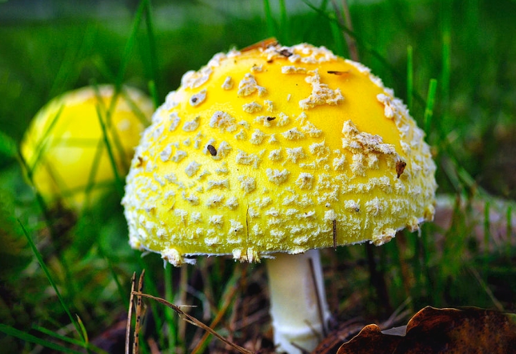 mushroom yard art