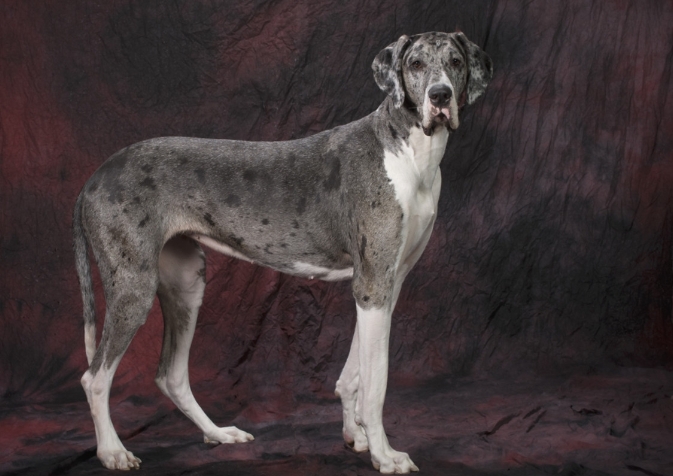 great dane design